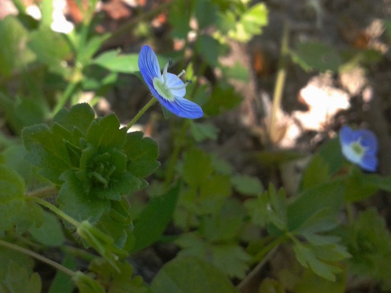 Veronica persica